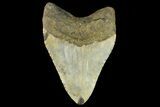 Huge, Fossil Megalodon Tooth - North Carolina #158231-1